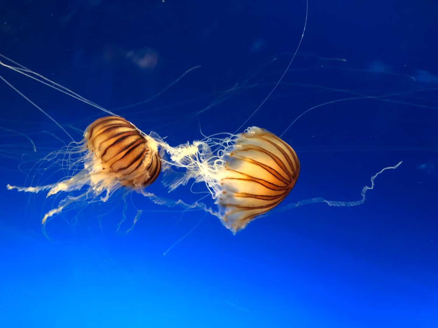 Duas águas-vivas com tentáculos longos flutuando em águas profundas sob um céu azul escuro.